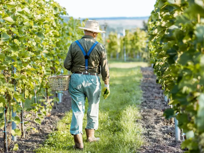 El futuro del sector agrario depende de dinamizar el mercado de la tierra: 1/3 de los titulares de explotaciones agrarias son mayores de 65 años