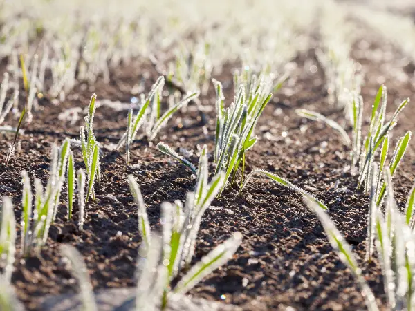 Heladas de inicio de primavera: las bajas temperaturas preocupan a los agricultores