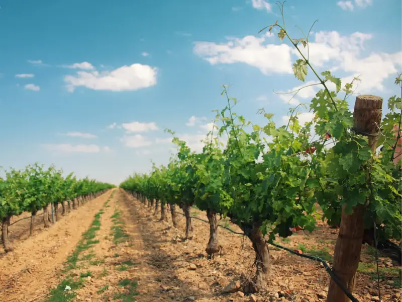 Invertir en una finca rústica en 5 pasos