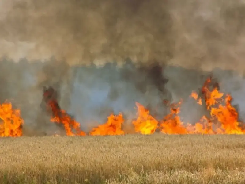 Mantener el medio rural vivo ayuda a prevenir los incendios