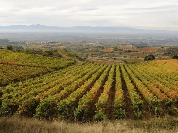 Tendencias agro 2022: ¿qué se espera del próximo año?