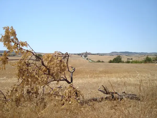 ¿Cómo afecta el cambio climático a los terrenos de cultivo?