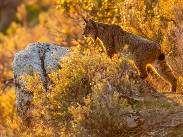 ¿La gestión privada es idónea para proteger el Patrimonio Natural?