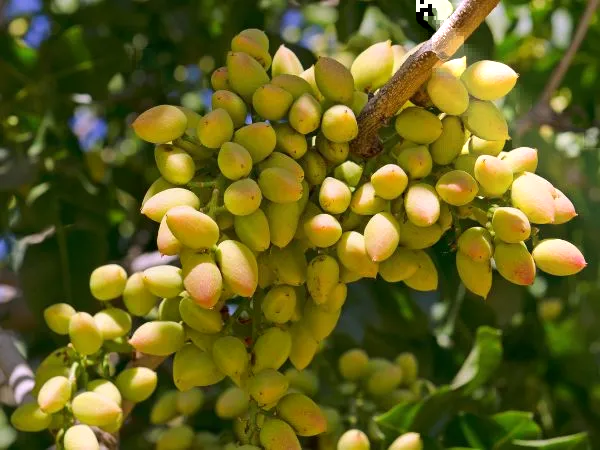 Rentabilidad del pistacho: ¿Es el cultivo del futuro?