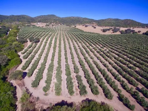 Beka y Bolschare Agriculture amplían su negocio agrobusiness
