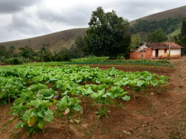 Las ejecuciones hipotecarias sobre fincas rústicas marcan la cifra más baja desde 2014