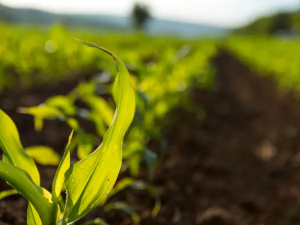 Qué es la Ley de Restauración de la Naturaleza y qué supone su aprobación
