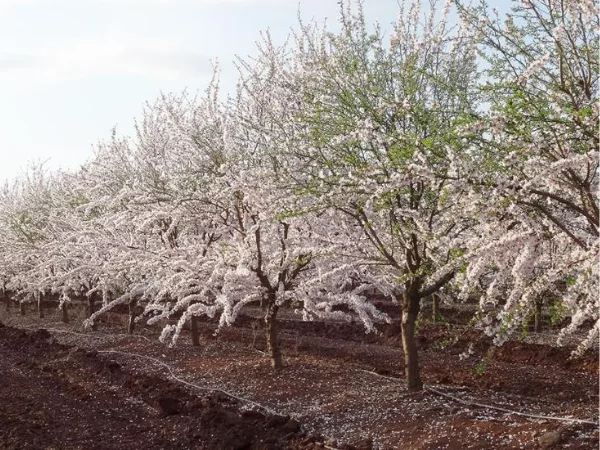 AGR de Prado, la empresa española dedicada a la asesoría y consultoría agrícola para cultivos de olivar y almendro en constante expansión