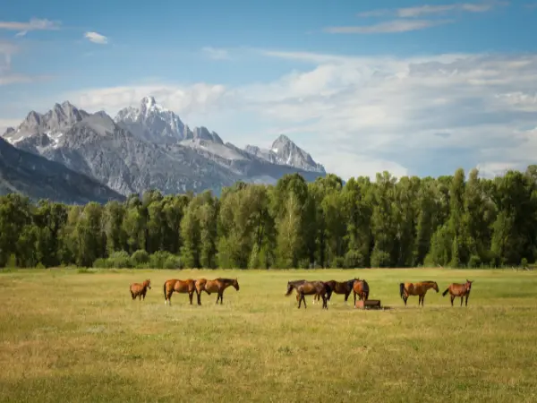 Caballos disfrutan de un pasto fresco en un paisaje rural español.