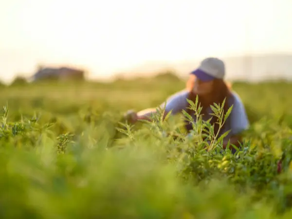 Ayudas para joven agricultor: todo lo que debes saber