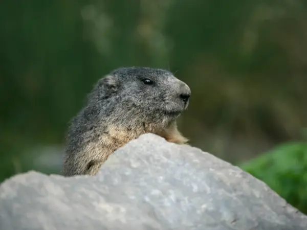 Día de la Marmota: qué es y por qué se celebra