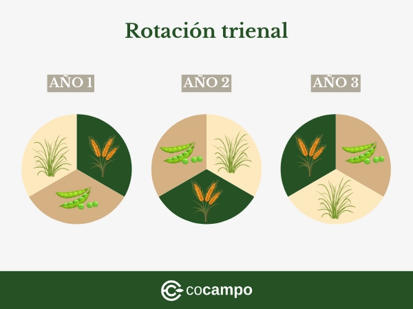 Diagrama que ilustra el ciclo de la rotación trienal de cultivos.
