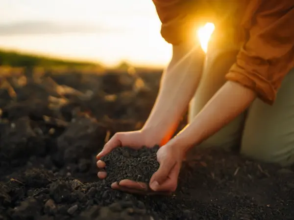 Tipos de suelo: ¿Cuántos exiten y cuáles son sus características?
