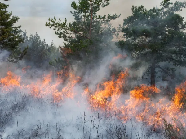 El abandono de las fincas heredadas incrementa el riesgo de incendios en España