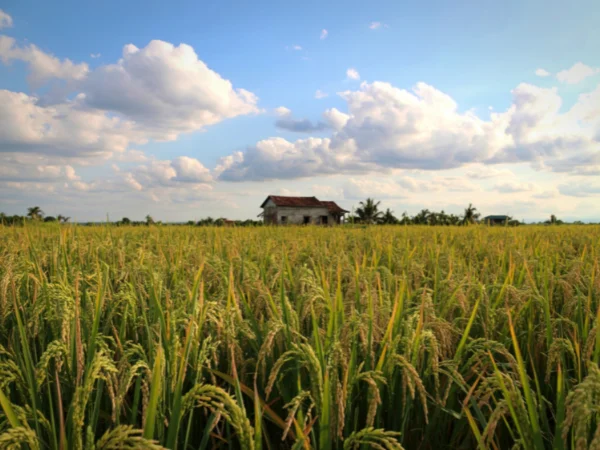 El mercado de las fincas rústicas crece y confirma su atractivo inversor