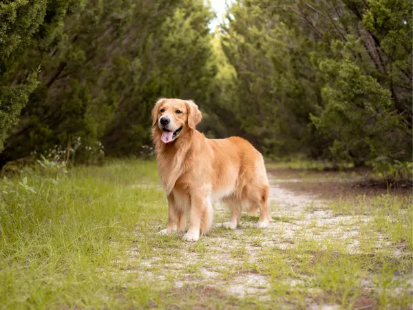 Golden Retriever.