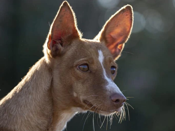Podenco Andaluz.