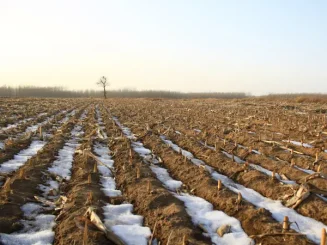 Tierra de cultivo con nieve, acorde a la previsión para el invierno 2025-2026.