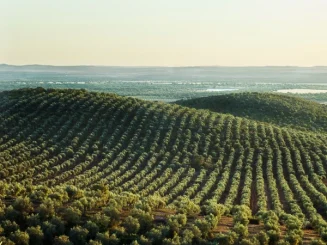 Paisaje agrícola con una gran extensión de olivar en hileras sobre suaves colinas, con árboles alineados formando un patrón geométrico y un valle al fondo bajo la luz del atardecer.