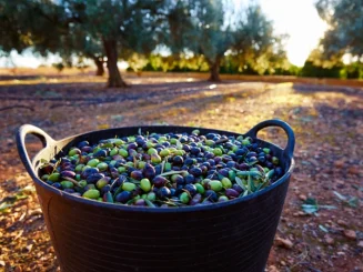 Cesto lleno de aceitunas recién recolectadas, con olivos al fondo y luz de atardecer iluminando el suelo del olivar.