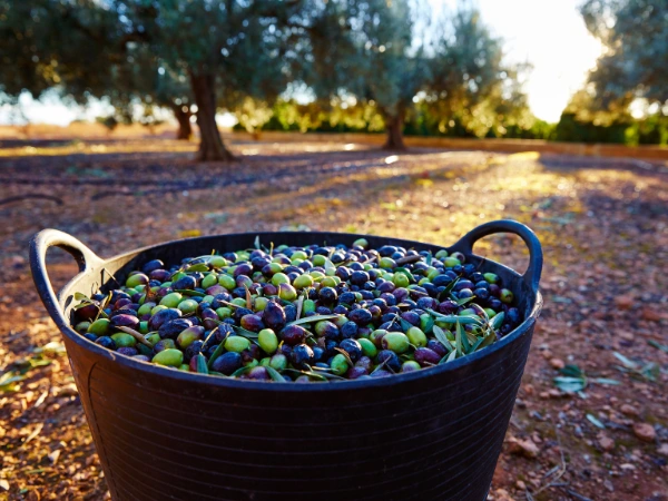 Rentabilidad del olivar superintensivo: ventajas, límites y riesgos reales