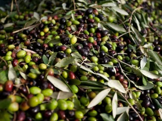 Aceitunas recién recolectadas en diferentes grados de maduración, con tonos verdes, morados y negros, acompañadas de hojas y pequeñas ramas de olivo.