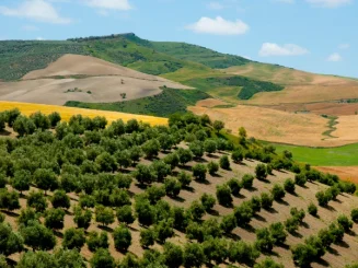 Olivar en hileras sobre colinas onduladas, con parcelas agrícolas de distintos tonos verdes y ocres al fondo bajo un cielo despejado.