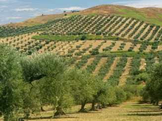 Olivar en laderas, con olivos en hileras y árboles dispersos bajo cielo azul.