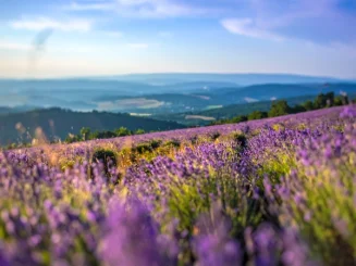 Campo de lavanda en flor de tonos violetas y amarillos, extendiéndose sobre suaves colinas con montañas difuminadas en el horizonte bajo un cielo azul despejado.