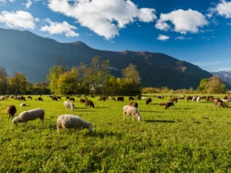 Rebaño de ovejas pastando en un prado verde, con árboles al fondo y una cordillera de montañas bajo un cielo azul con nubes.