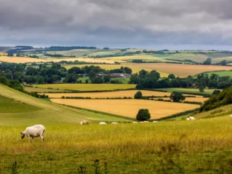 Paisaje rural con colinas onduladas y parcelas agrícolas en tonos verdes y amarillos, con vacas pastando en primer plano bajo un cielo nublado.