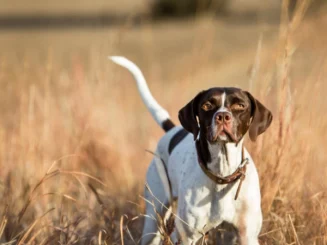 Perro de caza blanco y marrón, de pie entre hierba seca, mirando al frente en un entorno de campo.