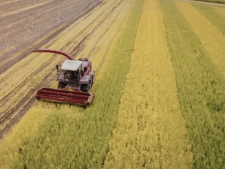 Cosechadora trabajando en un campo de cereal visto desde el aire, avanzando entre franjas de cultivo ya cosechadas y zonas aún doradas listas para la recolección.