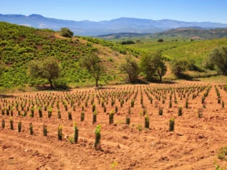 Finca rústica con plantación joven en suelo agrícola, rodeada de colinas verdes y montañas, en un paisaje rural ideal para cultivo e inversión agroforestal.