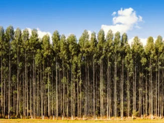 Plantación de eucaliptos alineados en hileras, con troncos altos y delgados bajo un cielo azul.