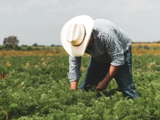 Hombre trabajando en el campo, recogiendo zanahorias en un terreno agrícola.