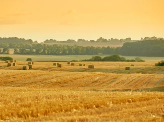 Campo agrícola de cereal recién cosechado, con pacas de heno dispersas sobre una extensa llanura dorada, rodeada de líneas de árboles y colinas suaves al fondo bajo una luz cálida de atardecer.