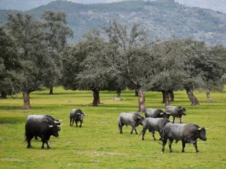 Ganado vacuno pastando en dehesa española, ejemplo de ganadería extensiva rentable.