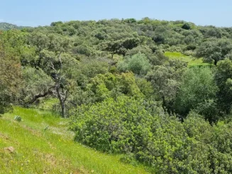 Olivar en fincas rústicas en Sierra Morena