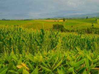 Campo agrícola con cultivos verdes en primer plano, extendiéndose sobre suaves colinas onduladas bajo un cielo parcialmente nublado, con zonas de cultivo en distintos tonos de verde y amarillo al fondo.