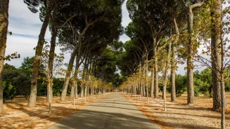 Imagen de árboles en uno de los pueblos cerca de madrid para vivir